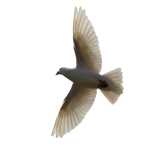 3406666738_8922b91720_o