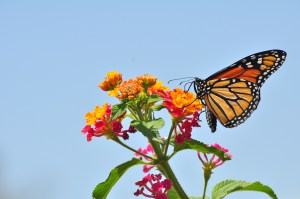 Monarch_Butterfly_-_Danaus_plexippus_(5890526585)
